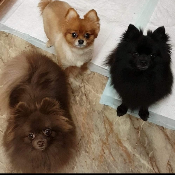 Some of my babies♡ - Picture 7 of 16